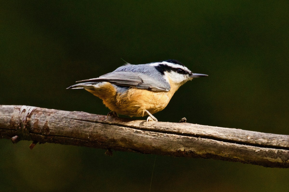 Red-breasted Nuthatch - ML491908511