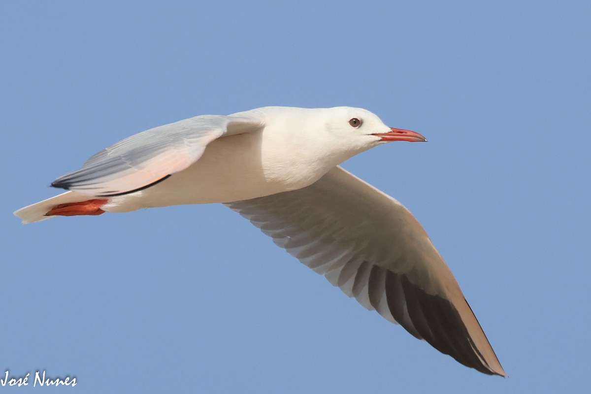 Black-headed Gull - ML491909161