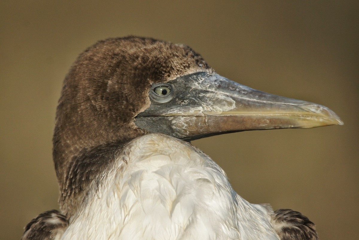 Nazca Booby - Yoryoro ZL