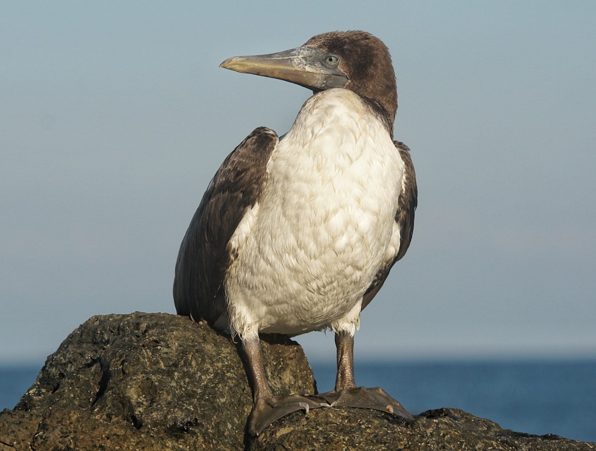 Nazca Booby - Yoryoro ZL