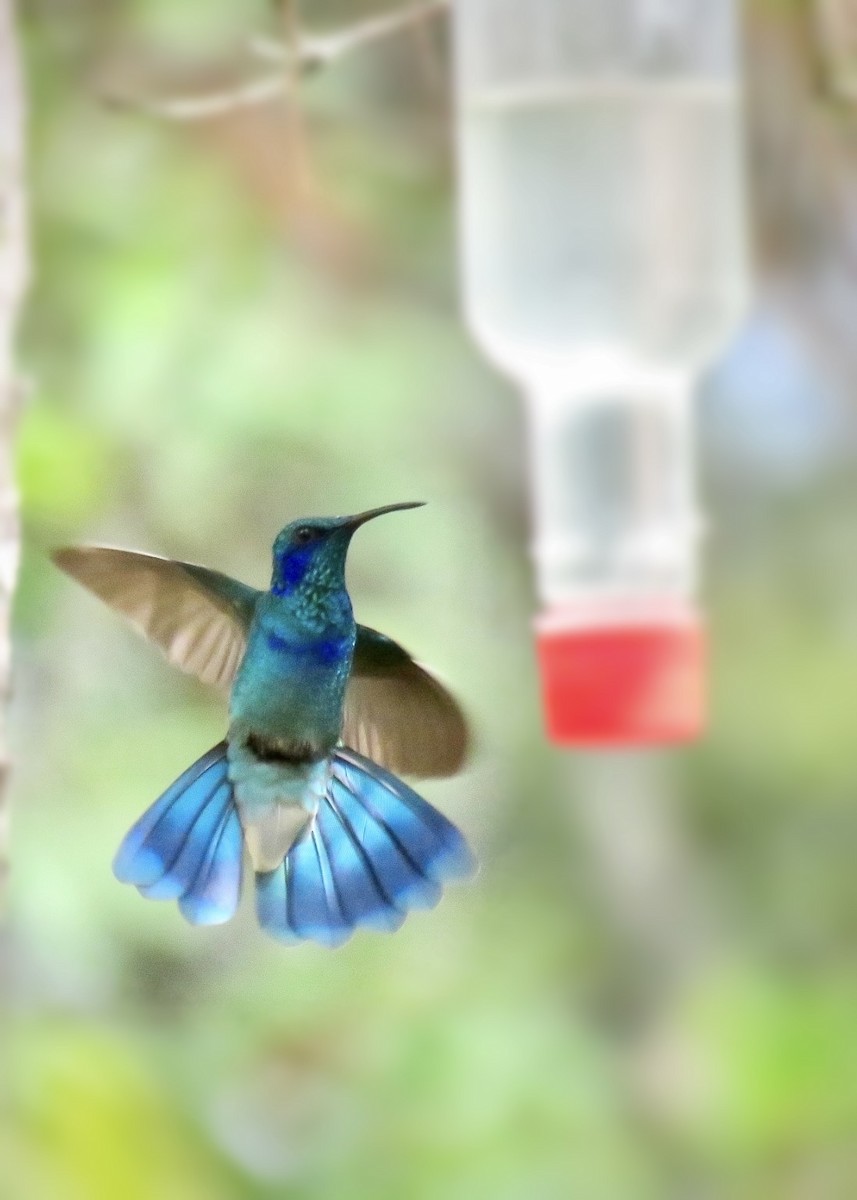 Mexican Violetear - Samuel Keener