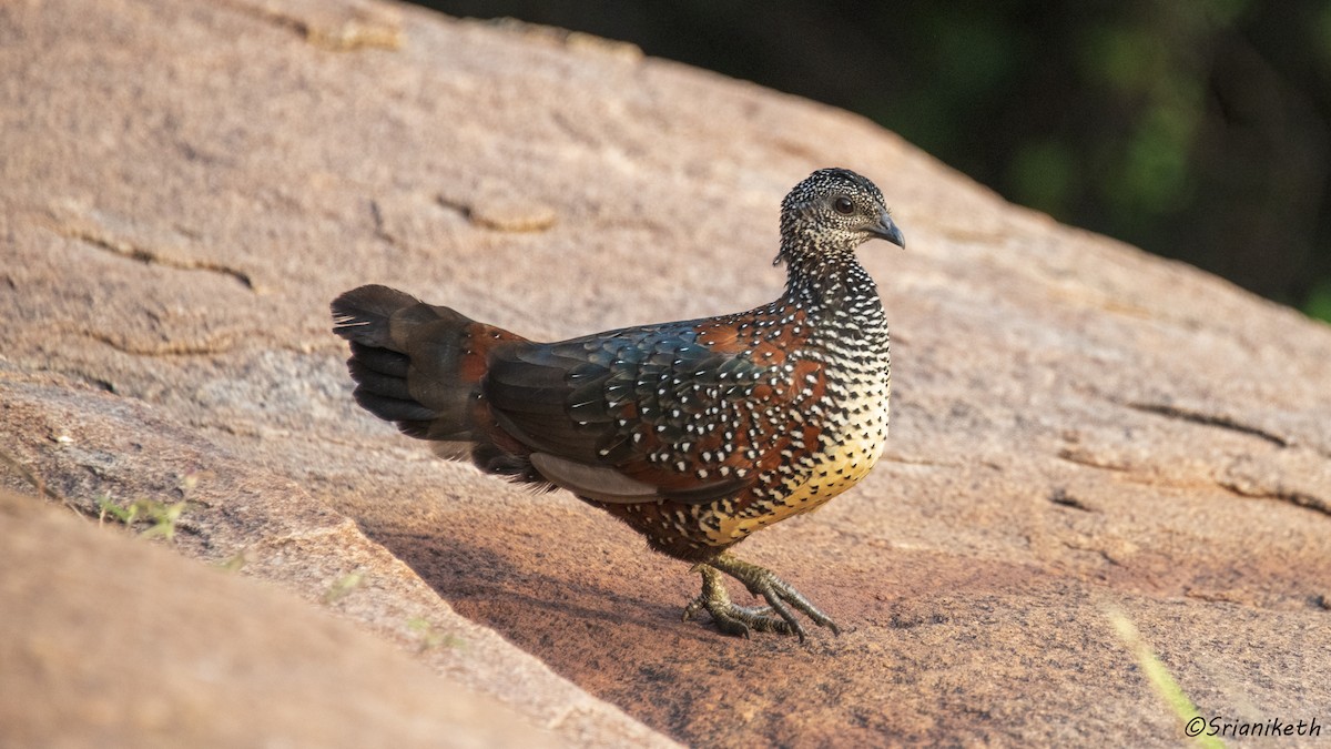Painted Spurfowl - ML491911501