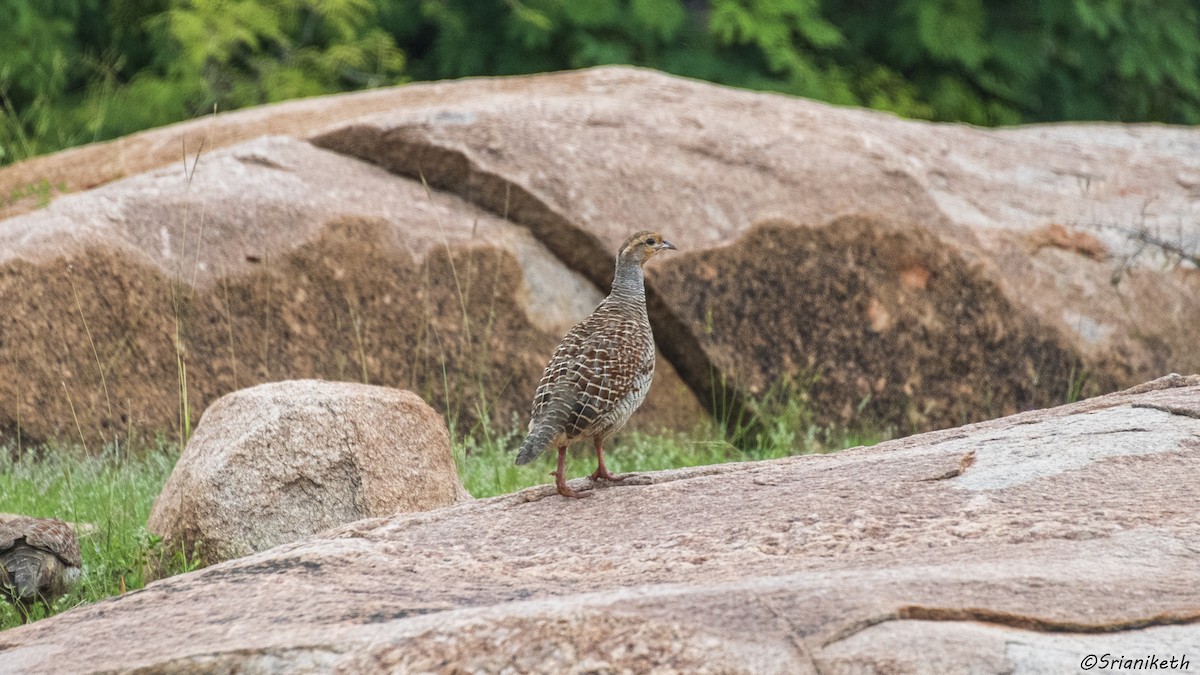 Gray Francolin - ML491911601