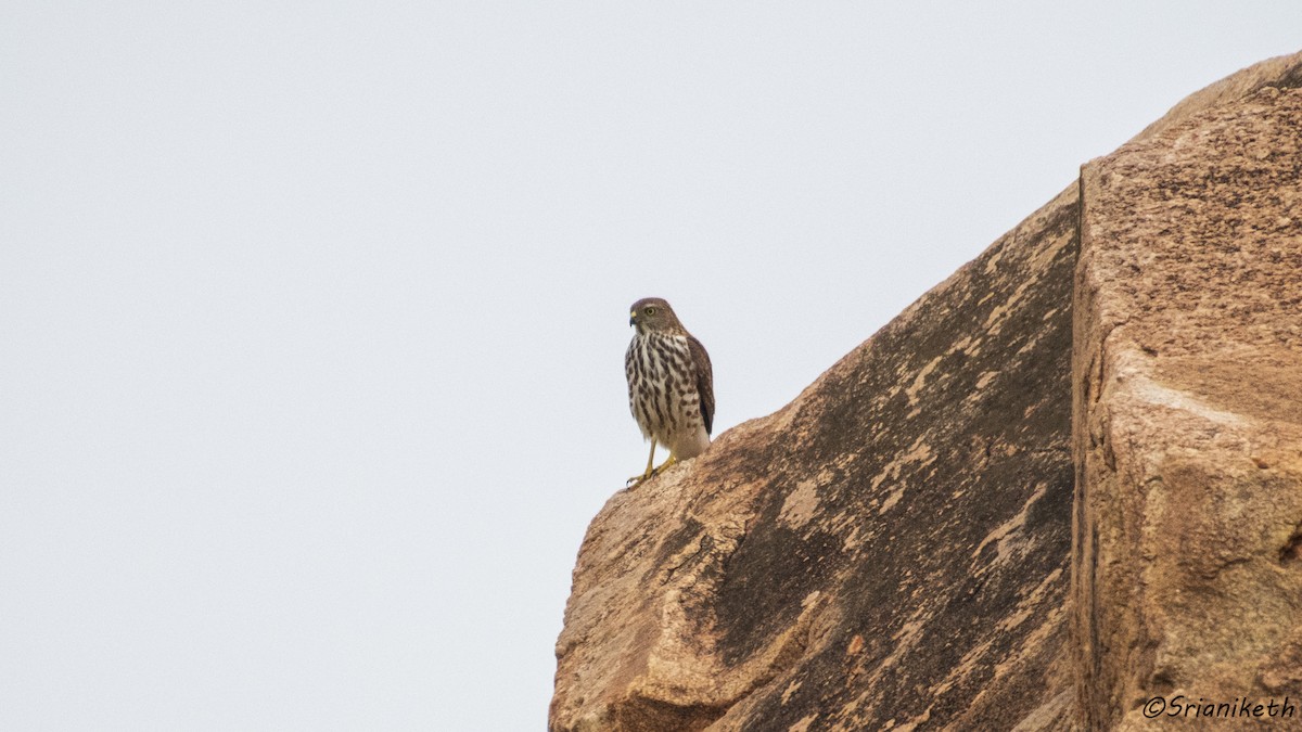 Shikra - ML491911721