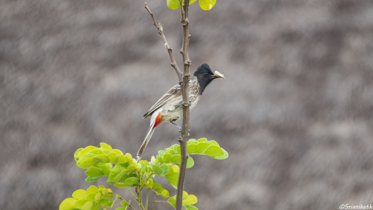 Red-vented Bulbul - ML491911871