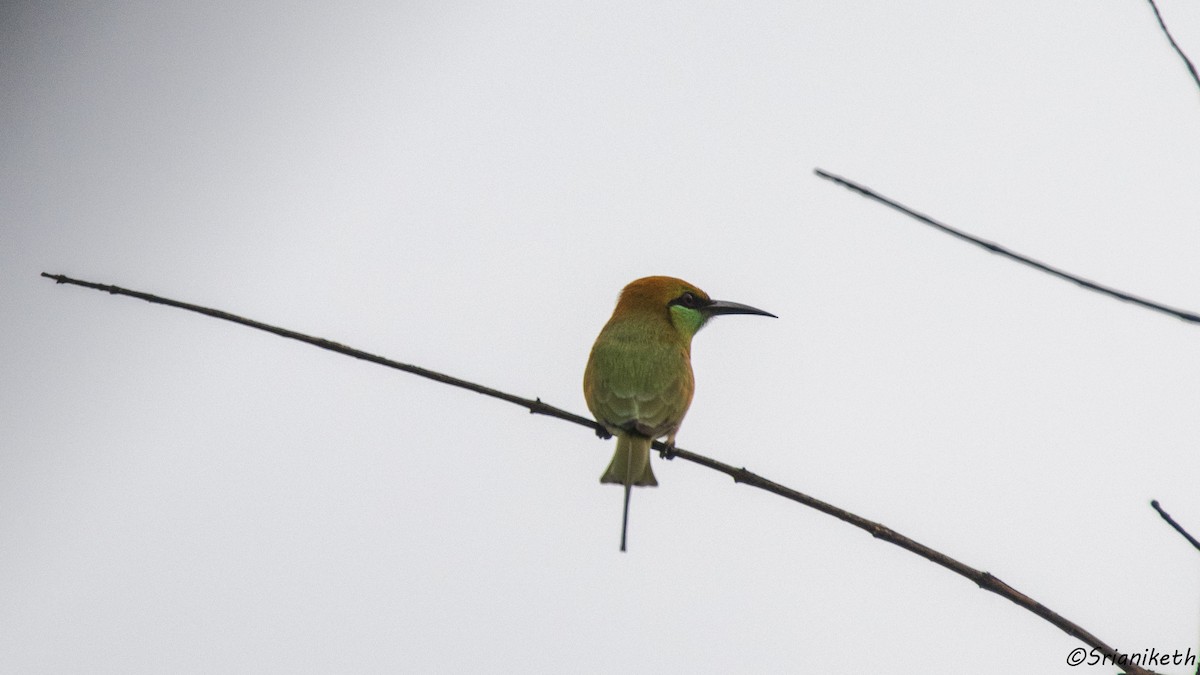 Asian Green Bee-eater - ML491911991