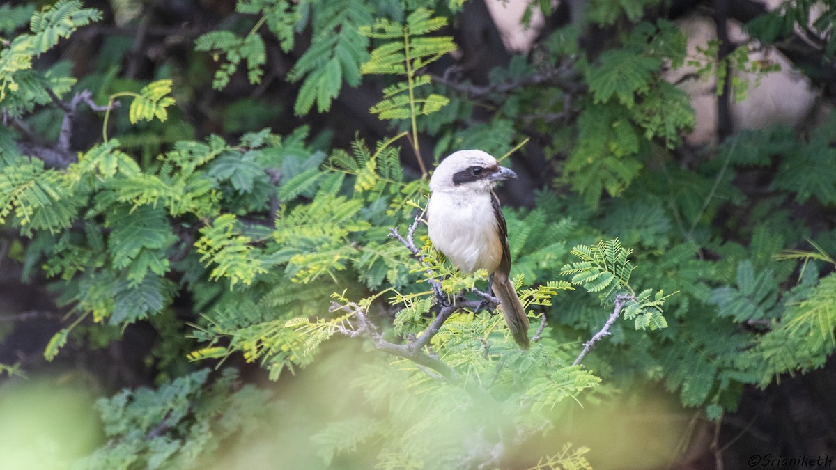 Bay-backed Shrike - ML491912071