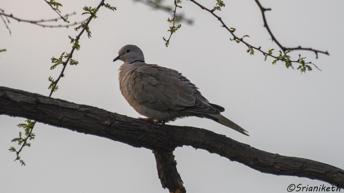 Tortora dal collare - ML491912391