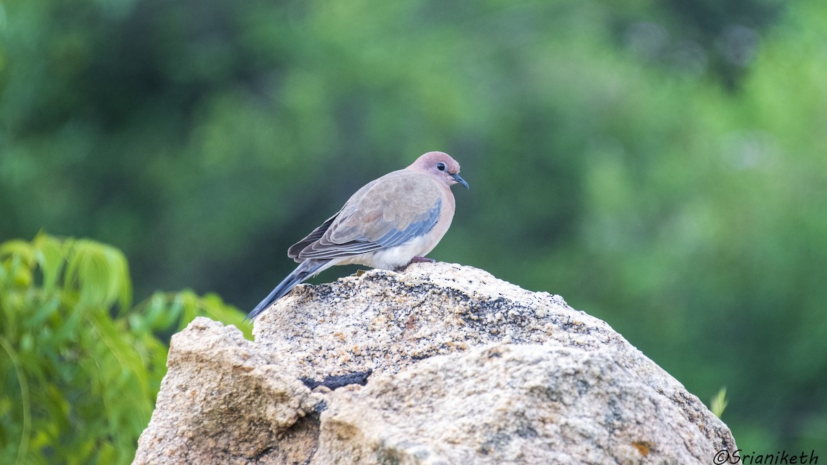 Tortora delle palme - ML491912441