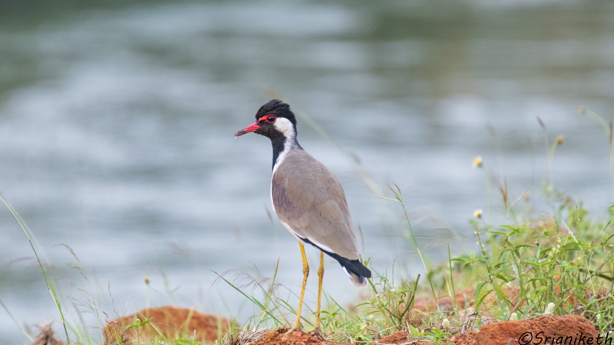 Red-wattled Lapwing - ML491912511