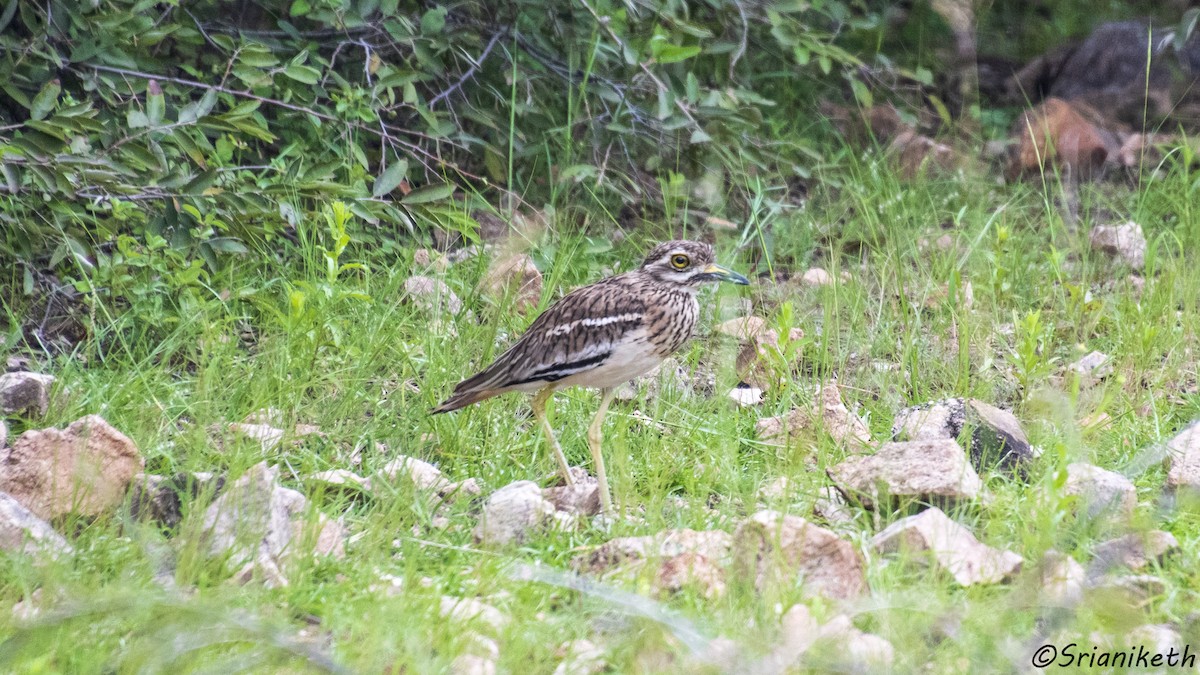 Indian Thick-knee - ML491912611