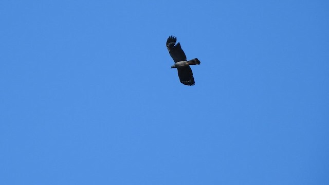 Crane Hawk - ML491912741