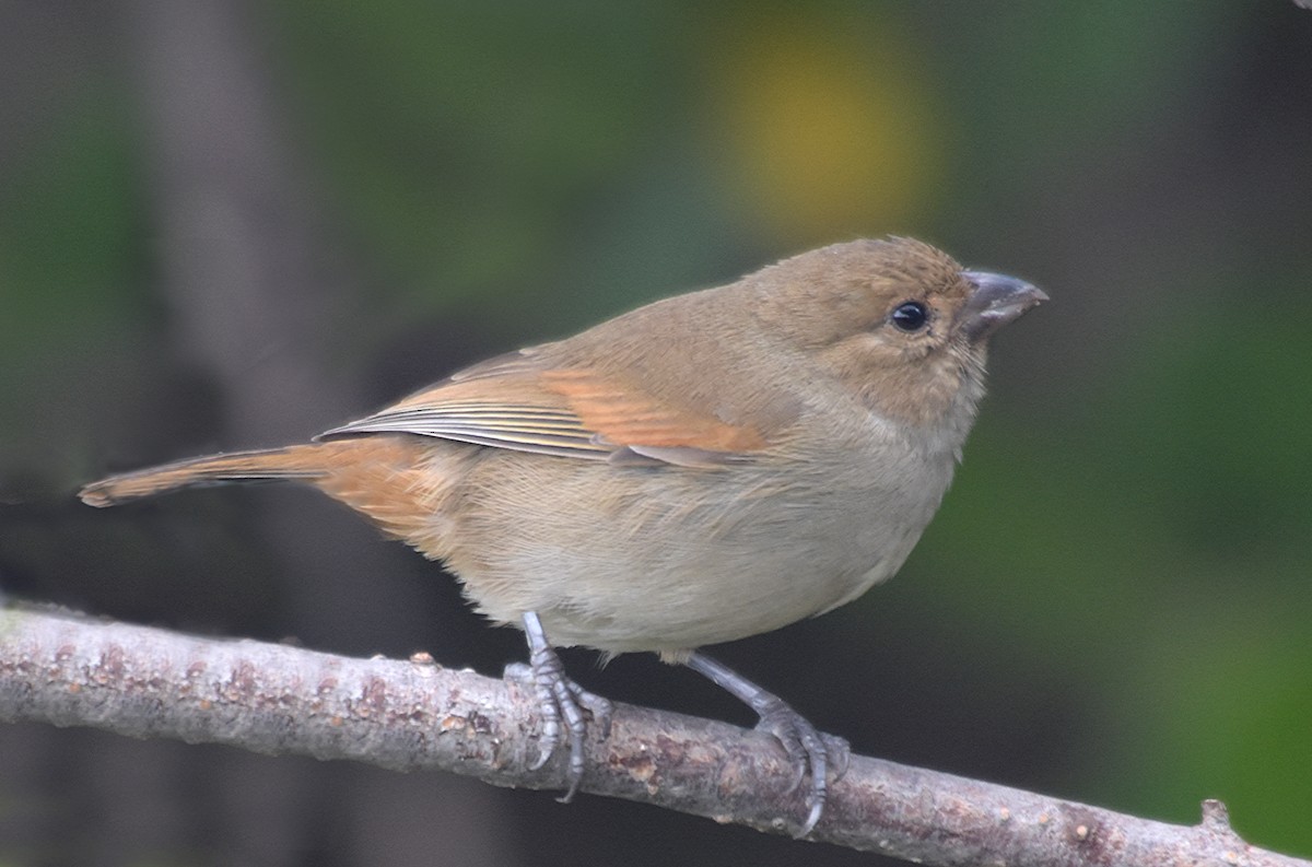 Lesser Antillean Bullfinch - Steven Mlodinow