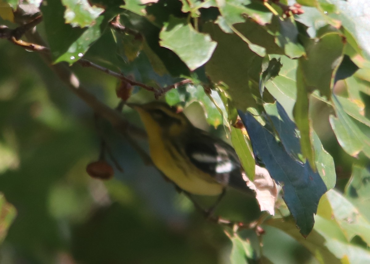 Blackburnian Warbler - Trefor Evans