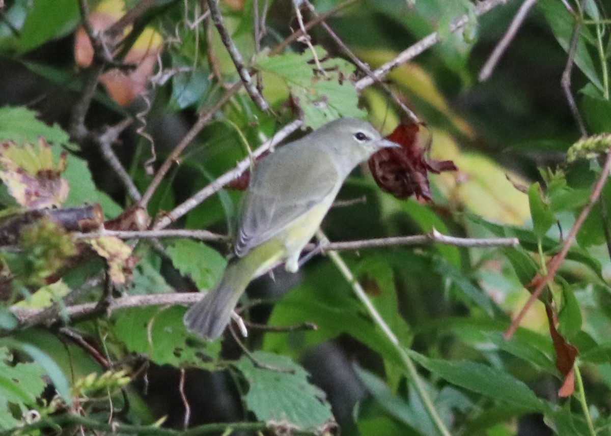 Orange-crowned Warbler - Trefor Evans