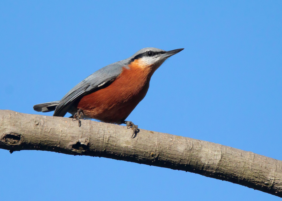 Burmese Nuthatch - Ayuwat Jearwattanakanok