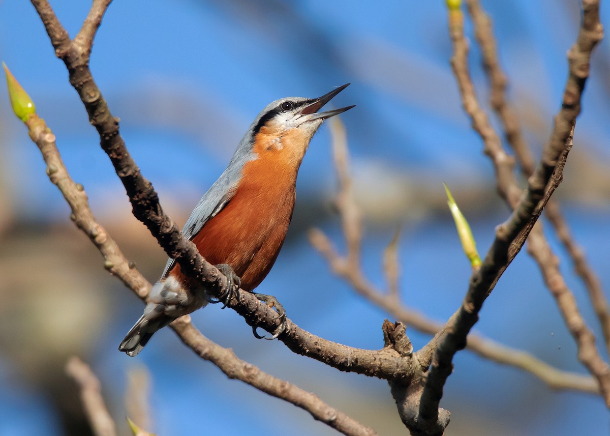 Burmese Nuthatch - ML491916061