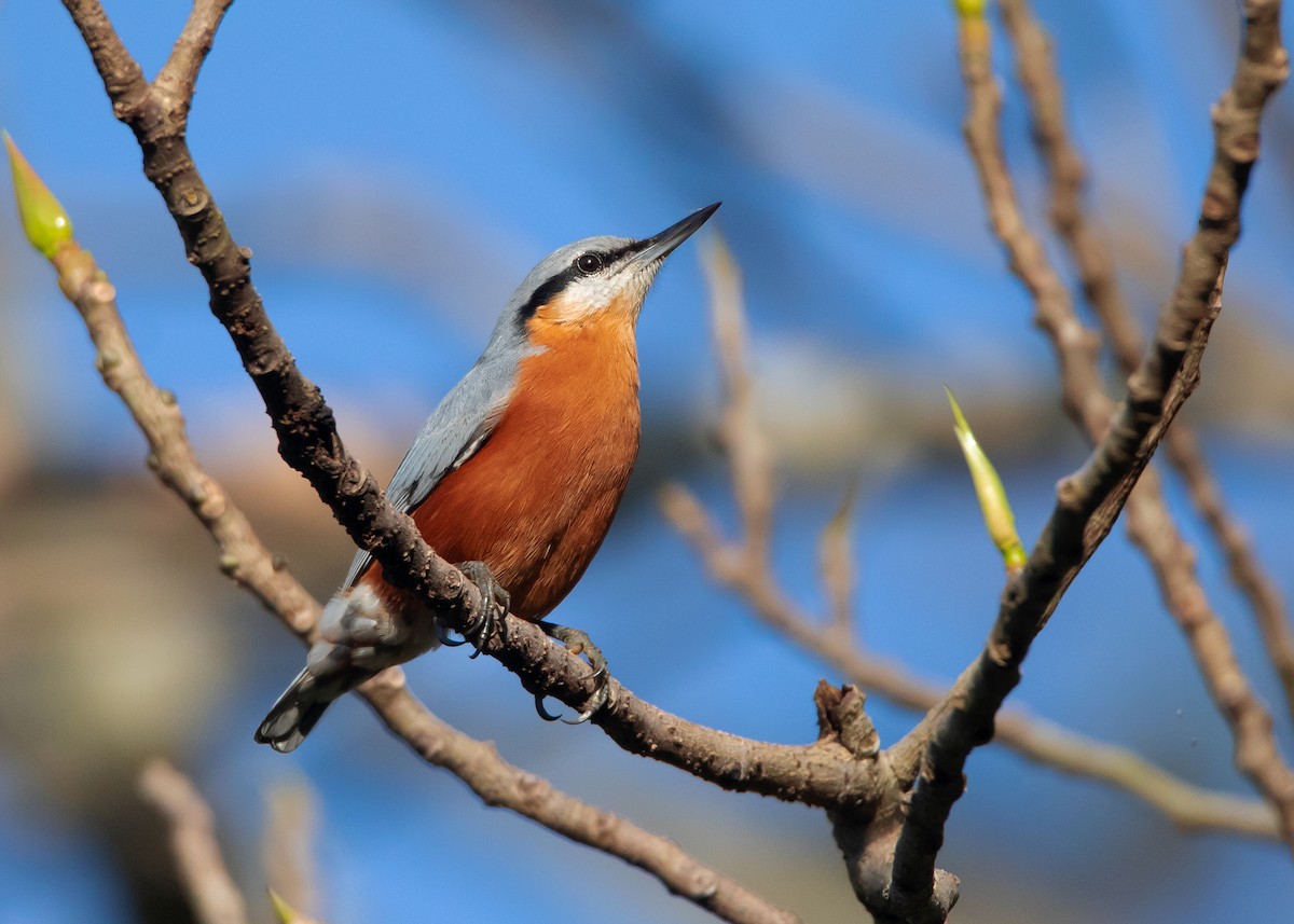 Burmese Nuthatch - ML491916071