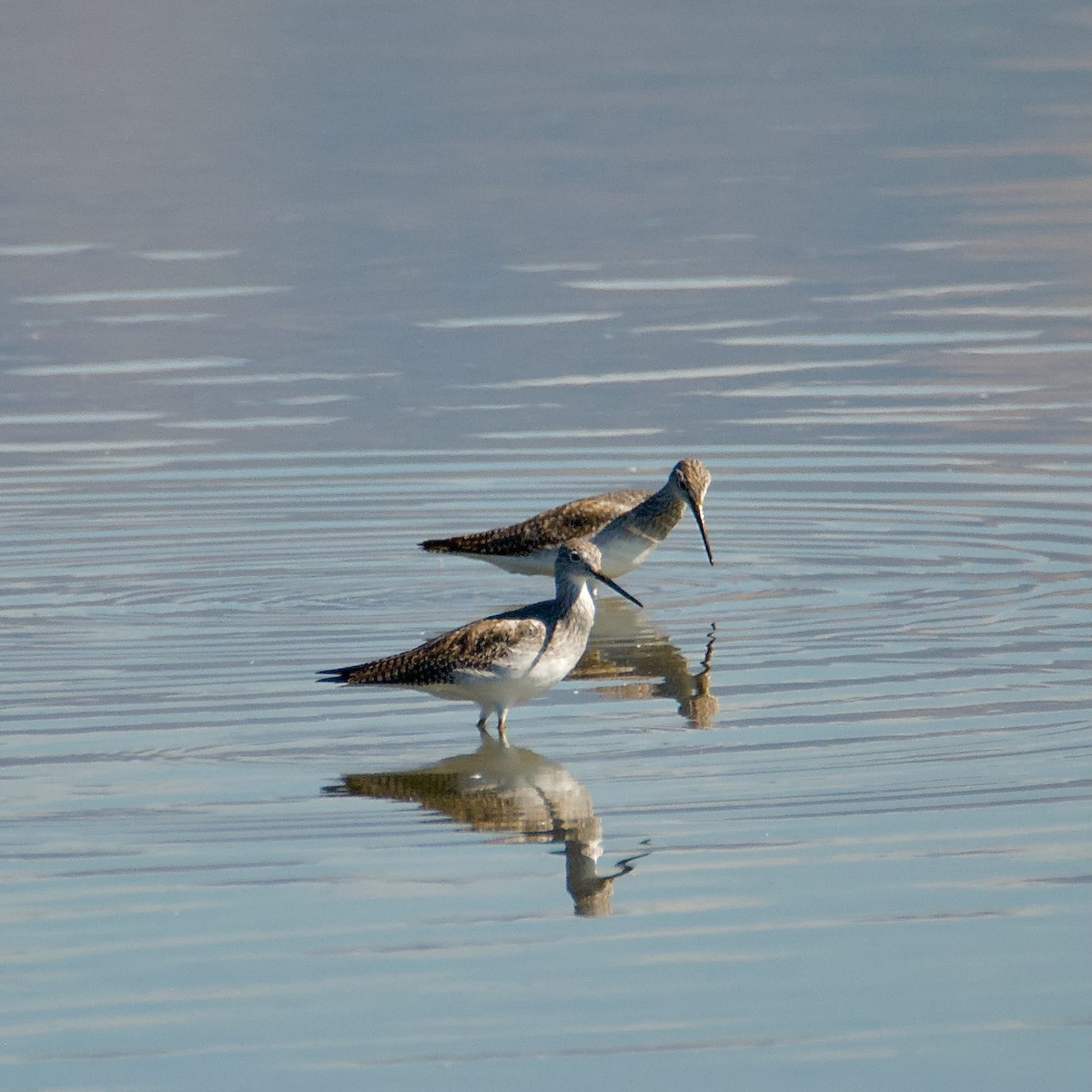 Greater Yellowlegs - ML491917161