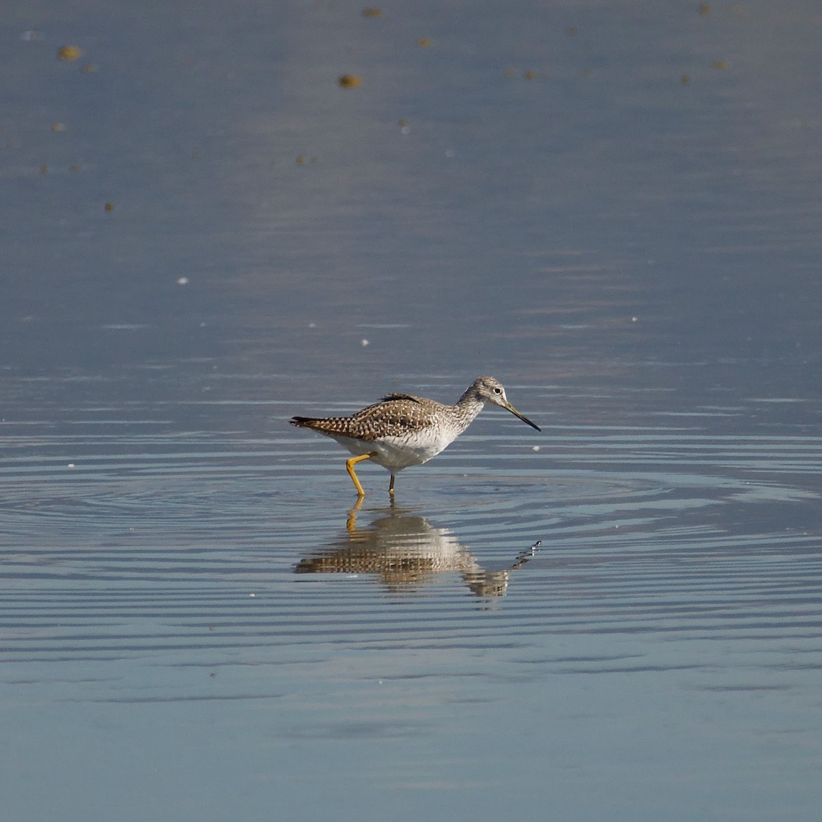 Greater Yellowlegs - ML491917171