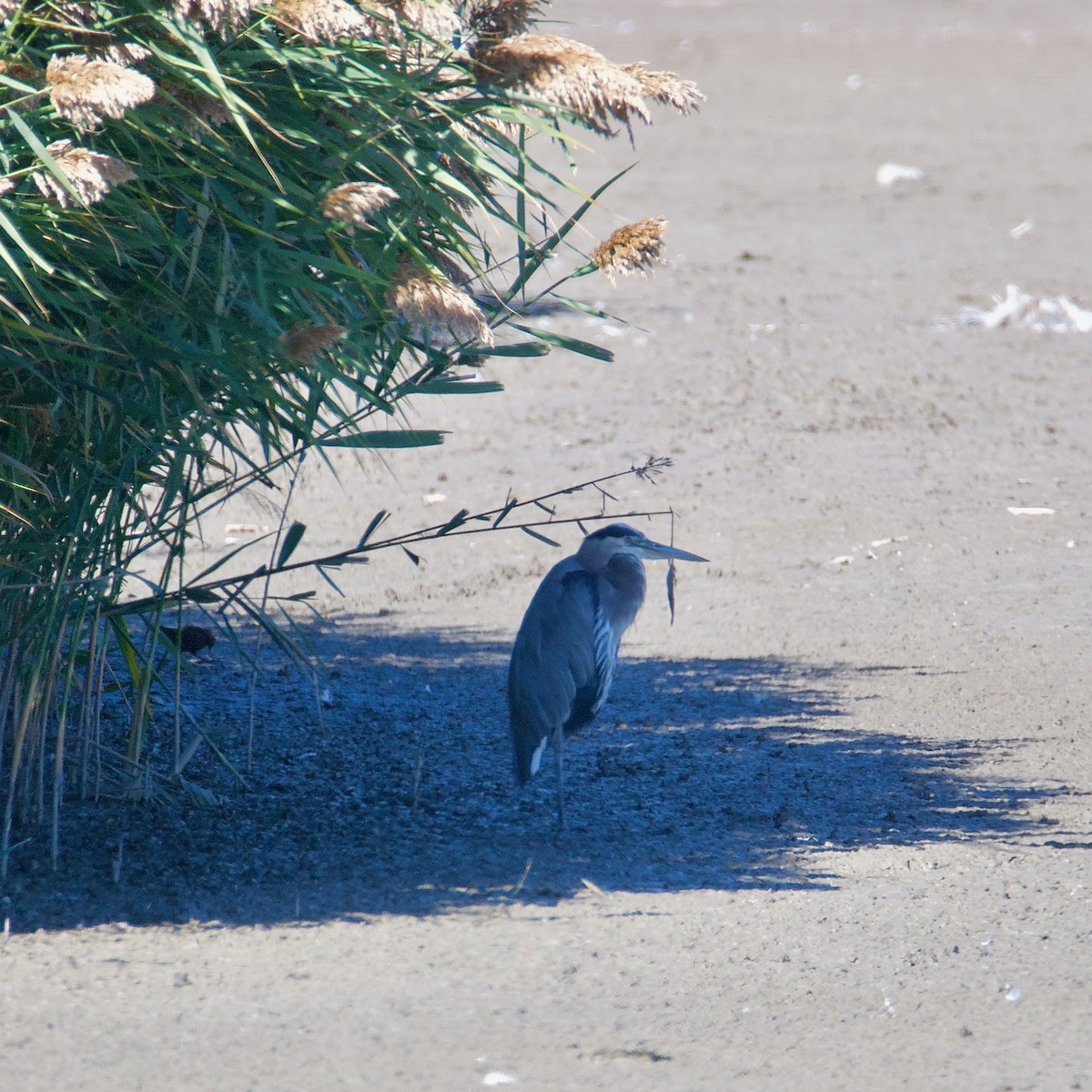 Great Blue Heron - ML491917241