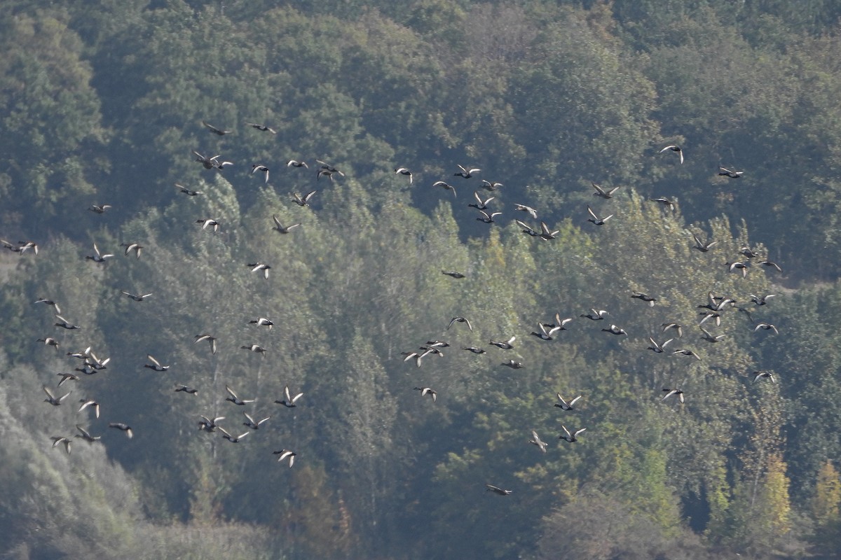 Red-crested Pochard - ML491917451