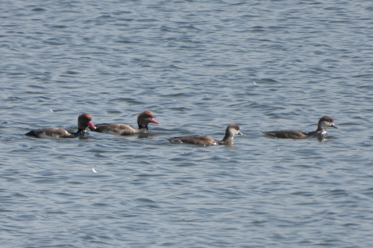 Red-crested Pochard - ML491917481