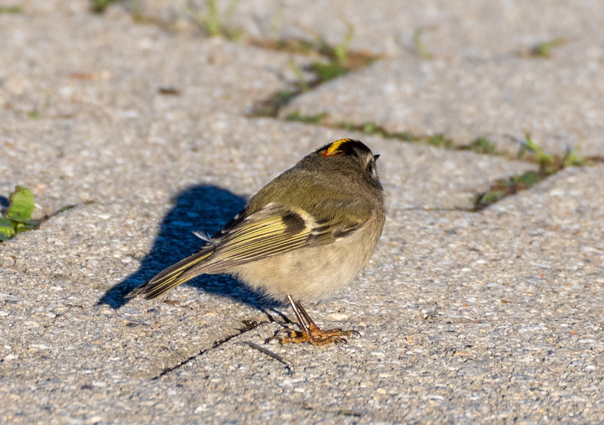 Golden-crowned Kinglet - ML491920161