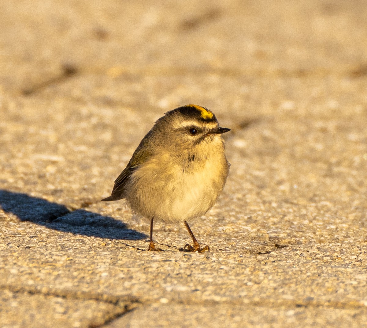 Golden-crowned Kinglet - ML491920211