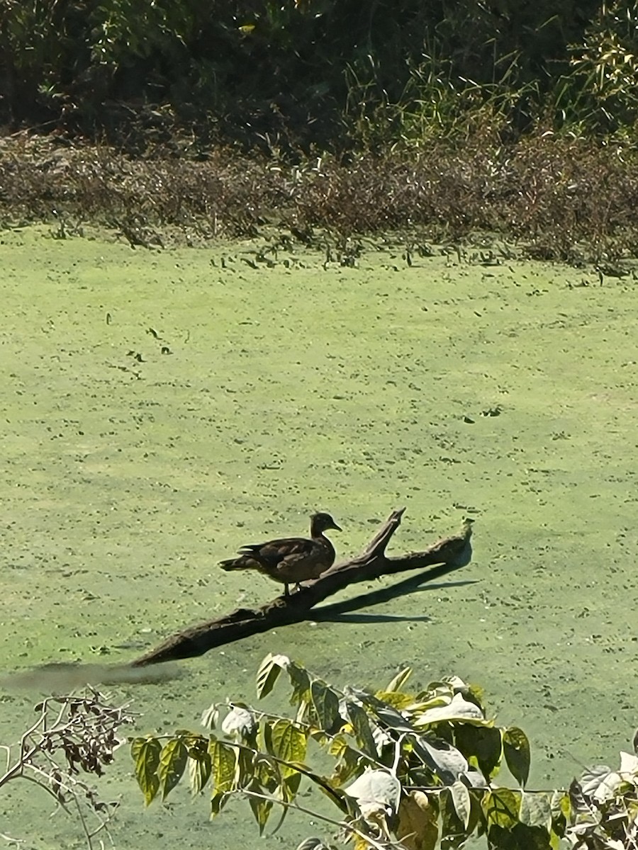 Wood Duck - ML491921961