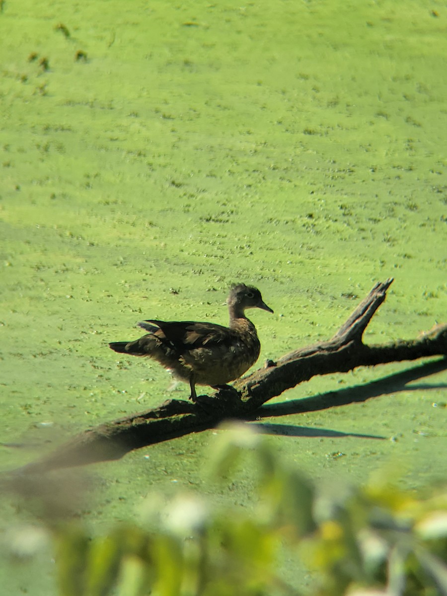 Wood Duck - ML491922031