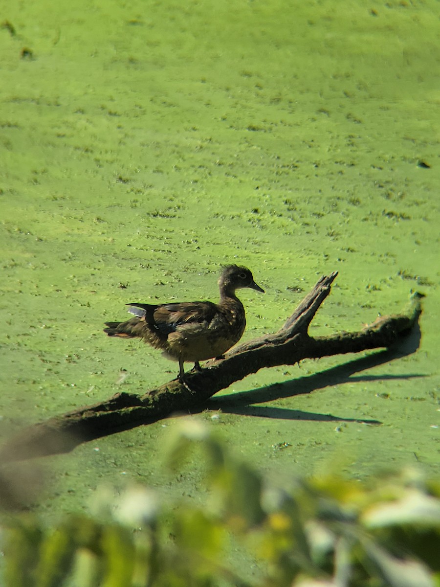 Wood Duck - ML491922071