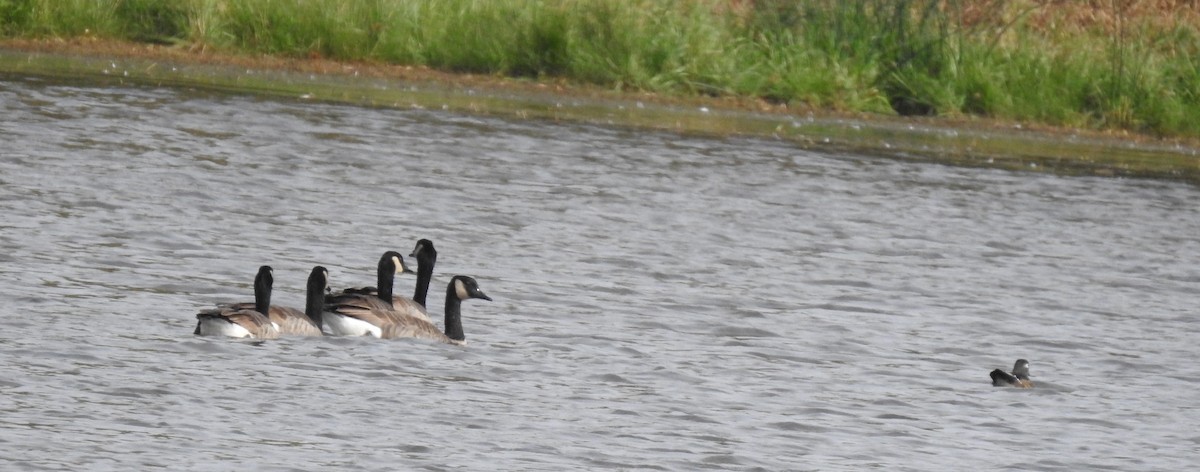 Wood Duck - ML491922941