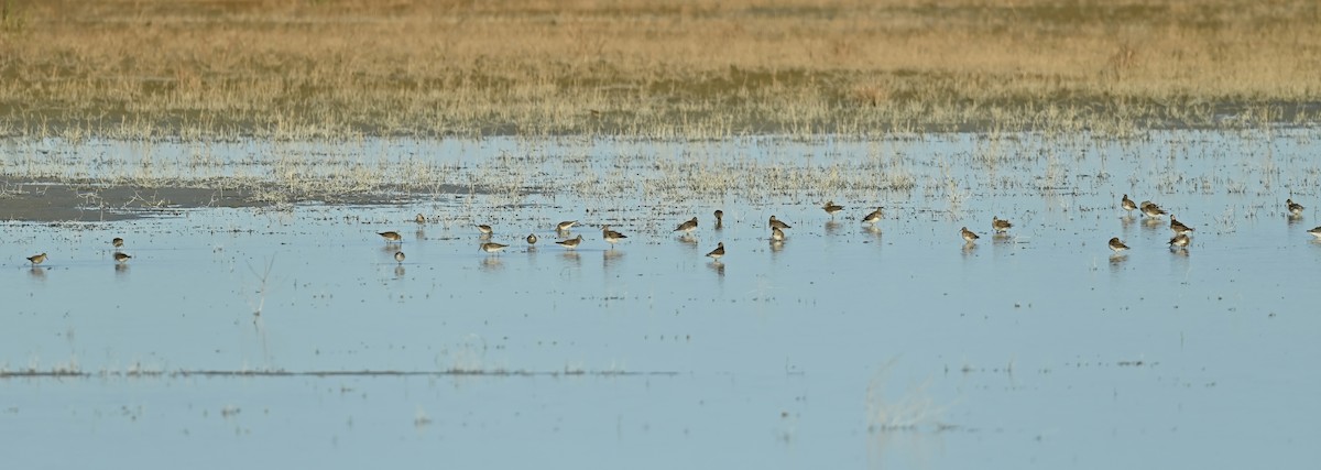 Graubrust-Strandläufer - ML491923741