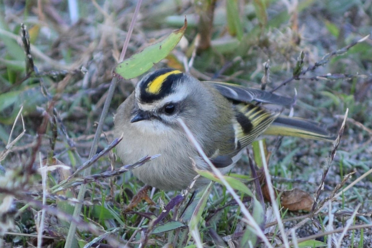 Golden-crowned Kinglet - ML491924721