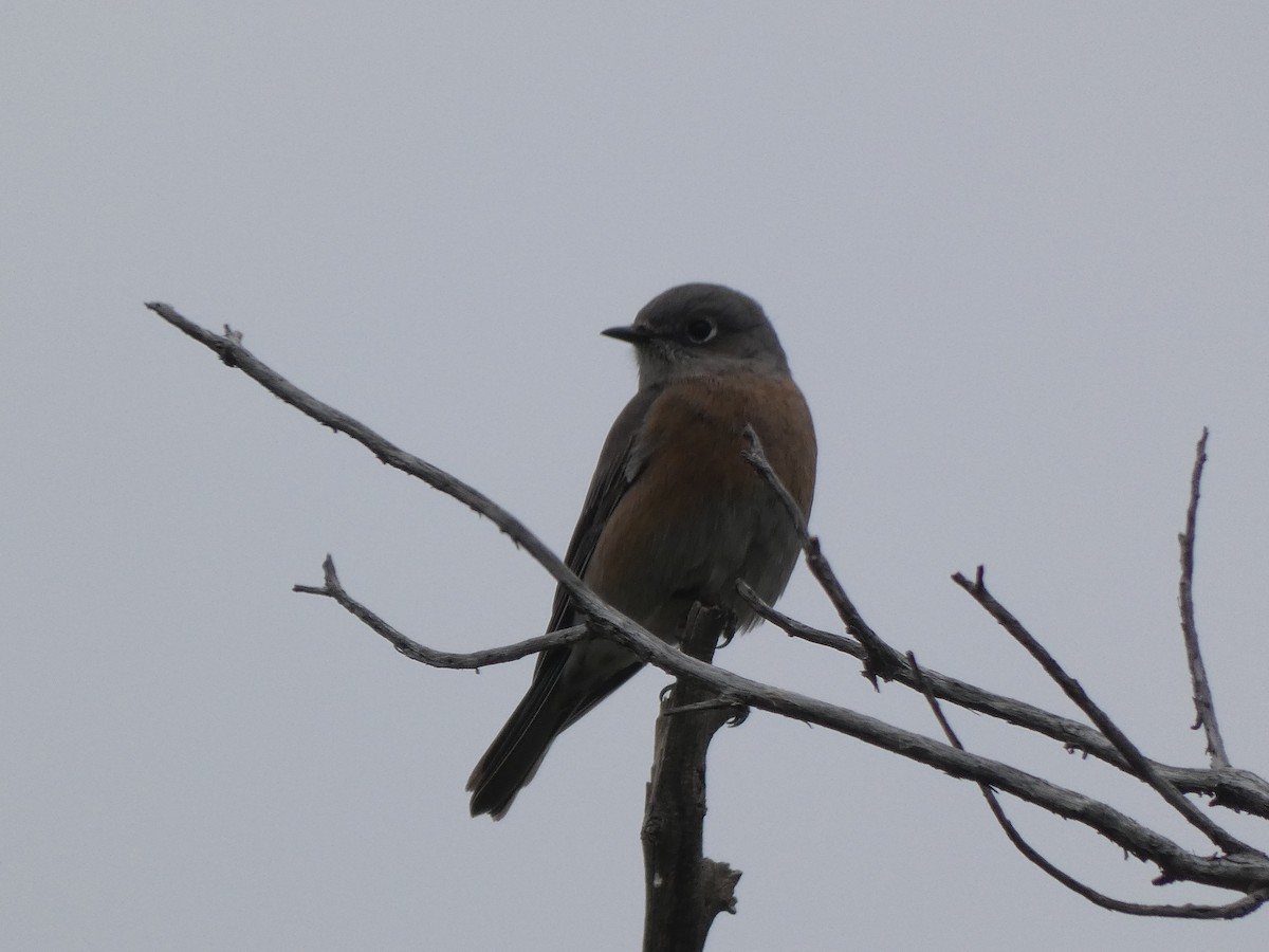 Western Bluebird - ML491924781