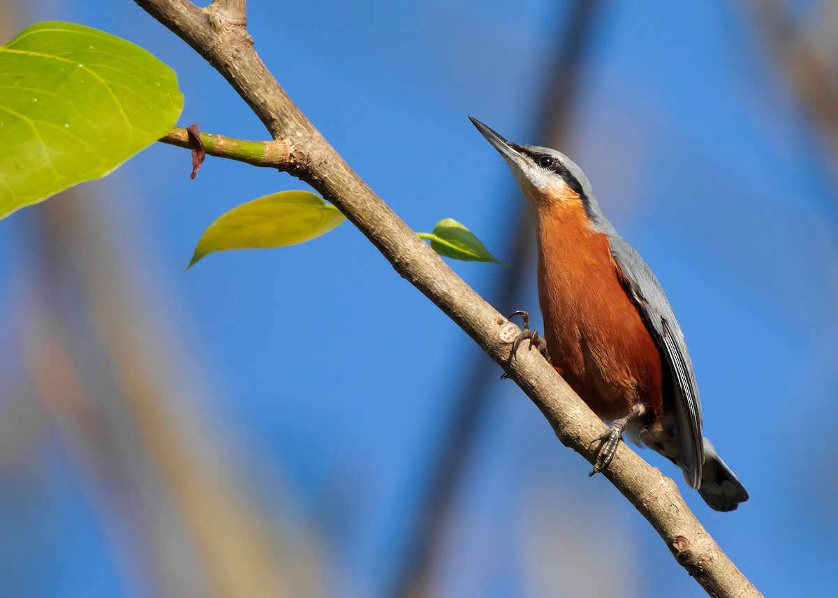 Burmese Nuthatch - ML491924891