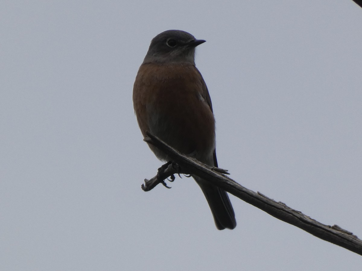 Western Bluebird - ML491925031
