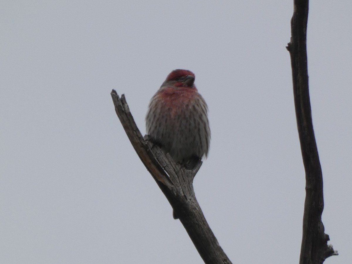 House Finch - ML491925071