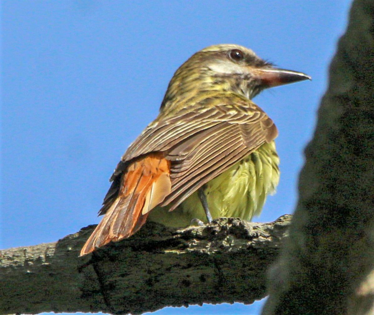 Sulphur-bellied Flycatcher - ML491925121