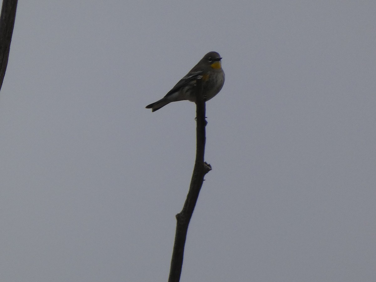 Yellow-rumped Warbler (Audubon's) - ML491925131