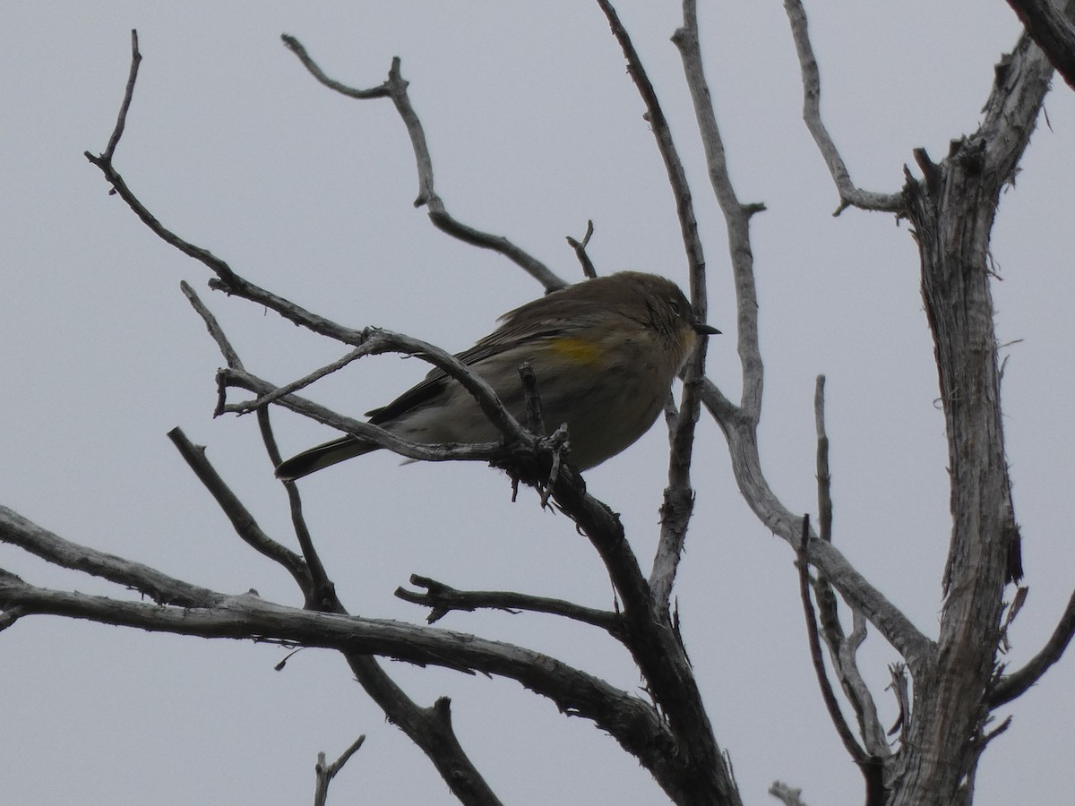 Yellow-rumped Warbler (Audubon's) - ML491925141