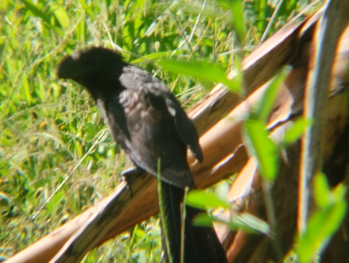 Smooth-billed Ani - Anderson León Natera