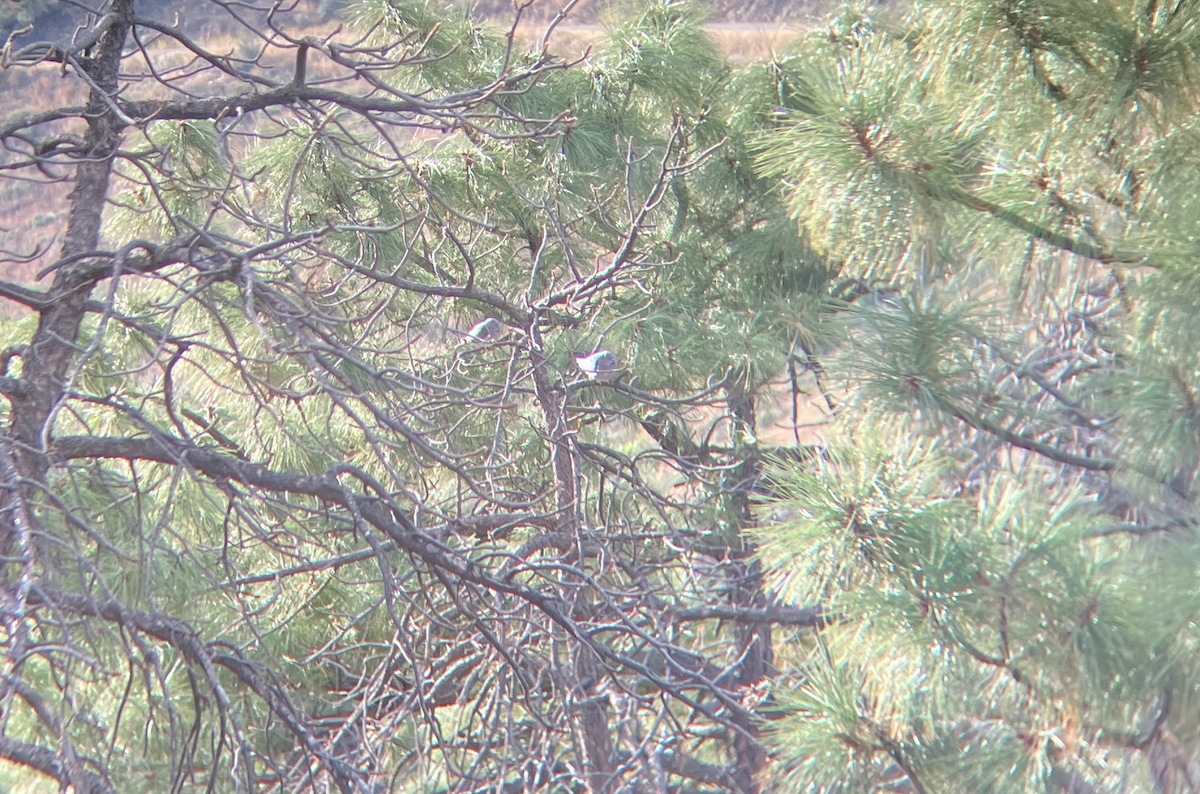 Band-tailed Pigeon - ML491925591