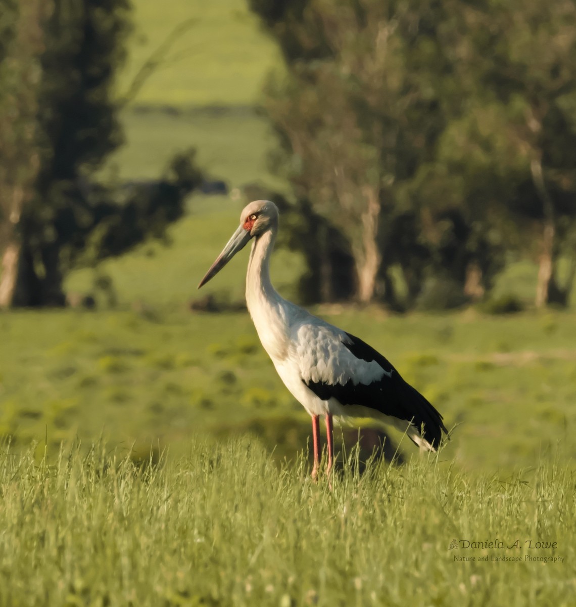 Maguari Stork - ML491927721