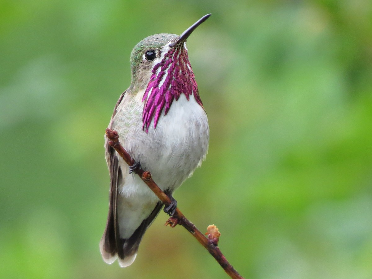 Calliope Hummingbird - Marya Moosman
