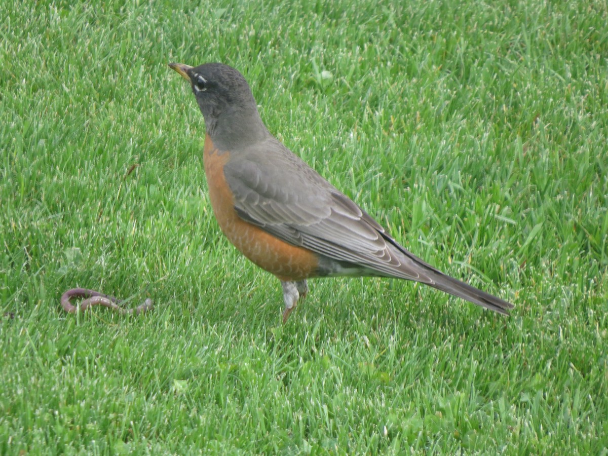 American Robin - ML49192901