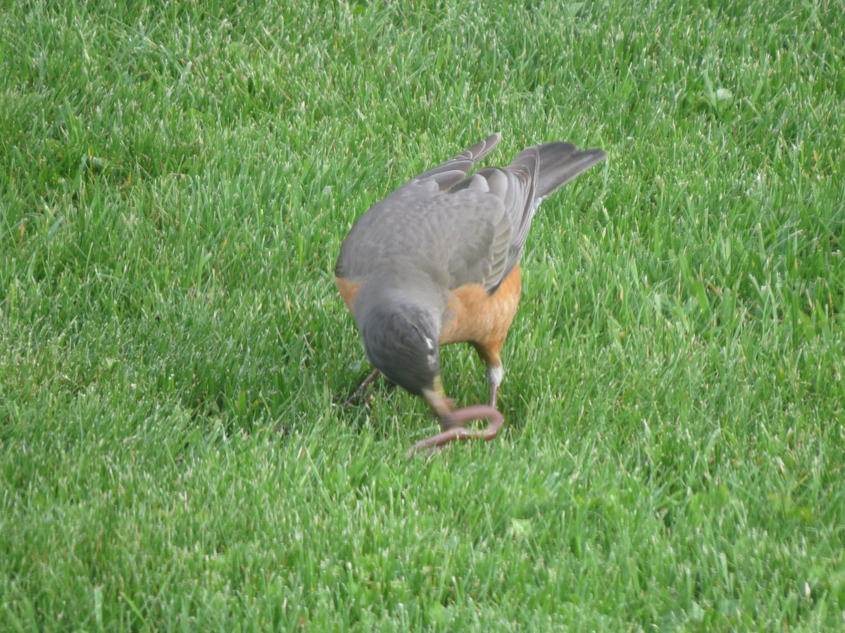 American Robin - ML49192911