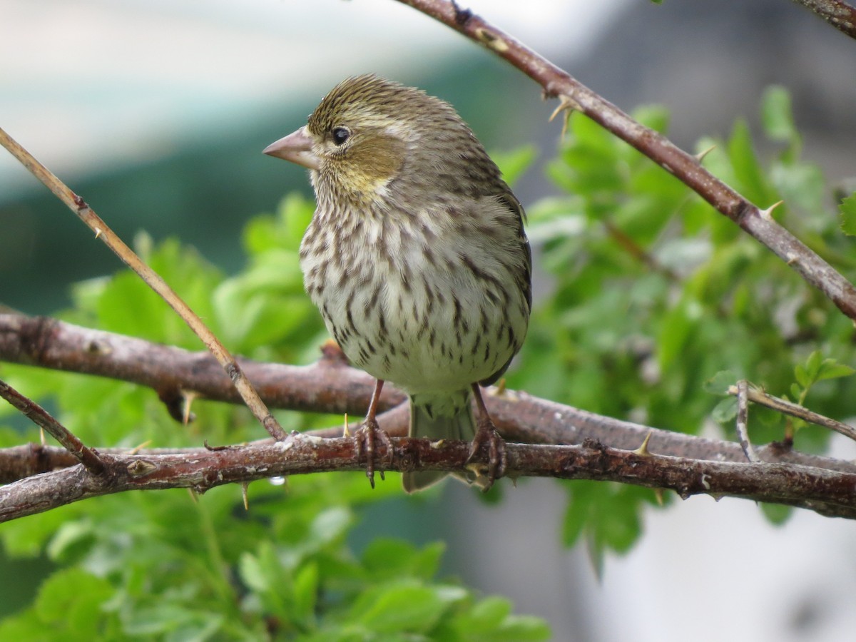 Cassin's Finch - ML49192961