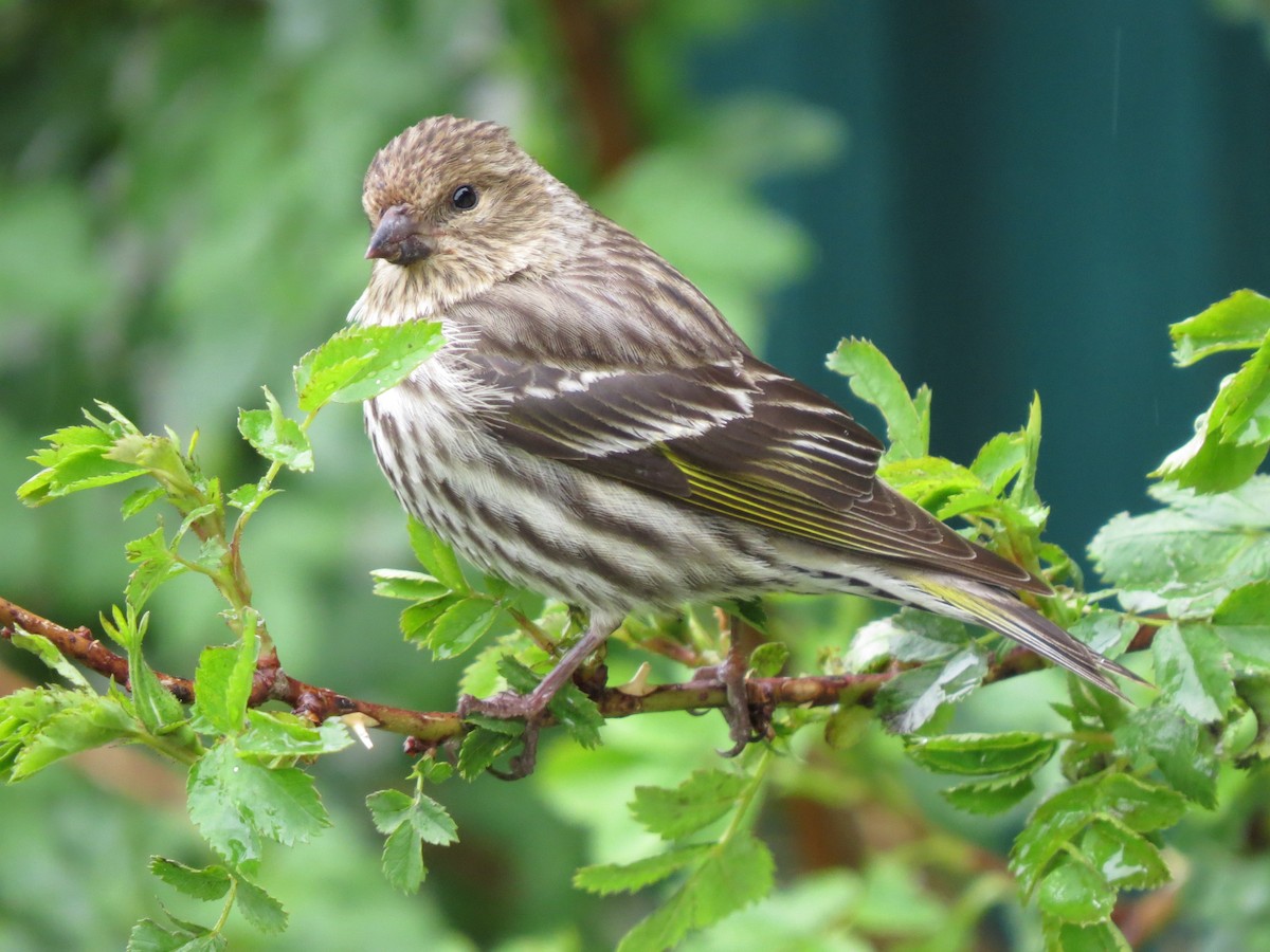 Pine Siskin - ML49193041